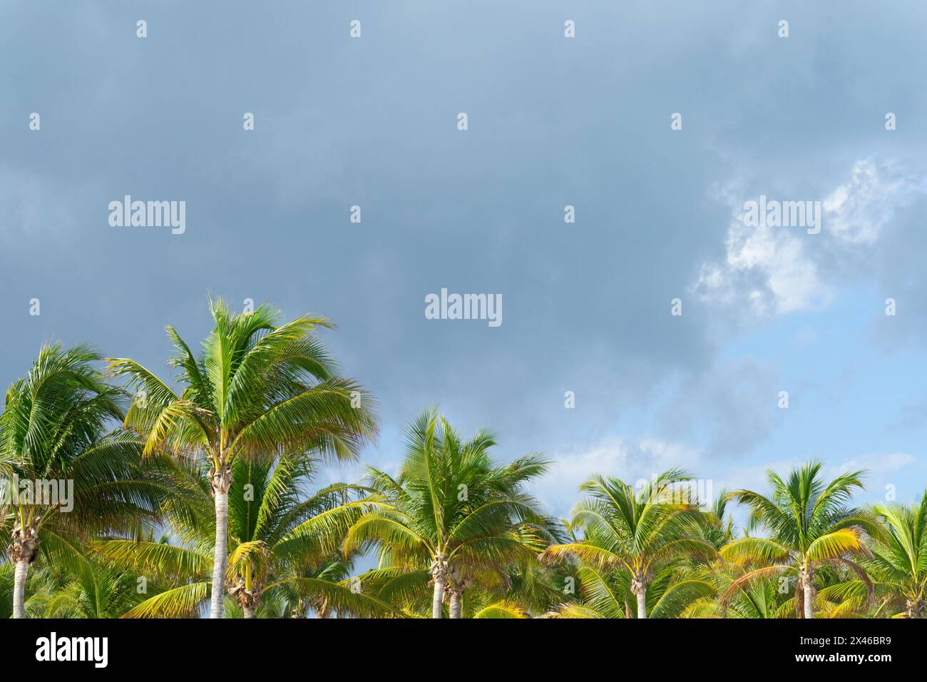 Lussureggianti palme verdi si allineano sotto un cielo nuvoloso, evocando una scena tropicale in un ambiente naturale e sereno vicino a una spiaggia caraibica in Messico Foto Stock