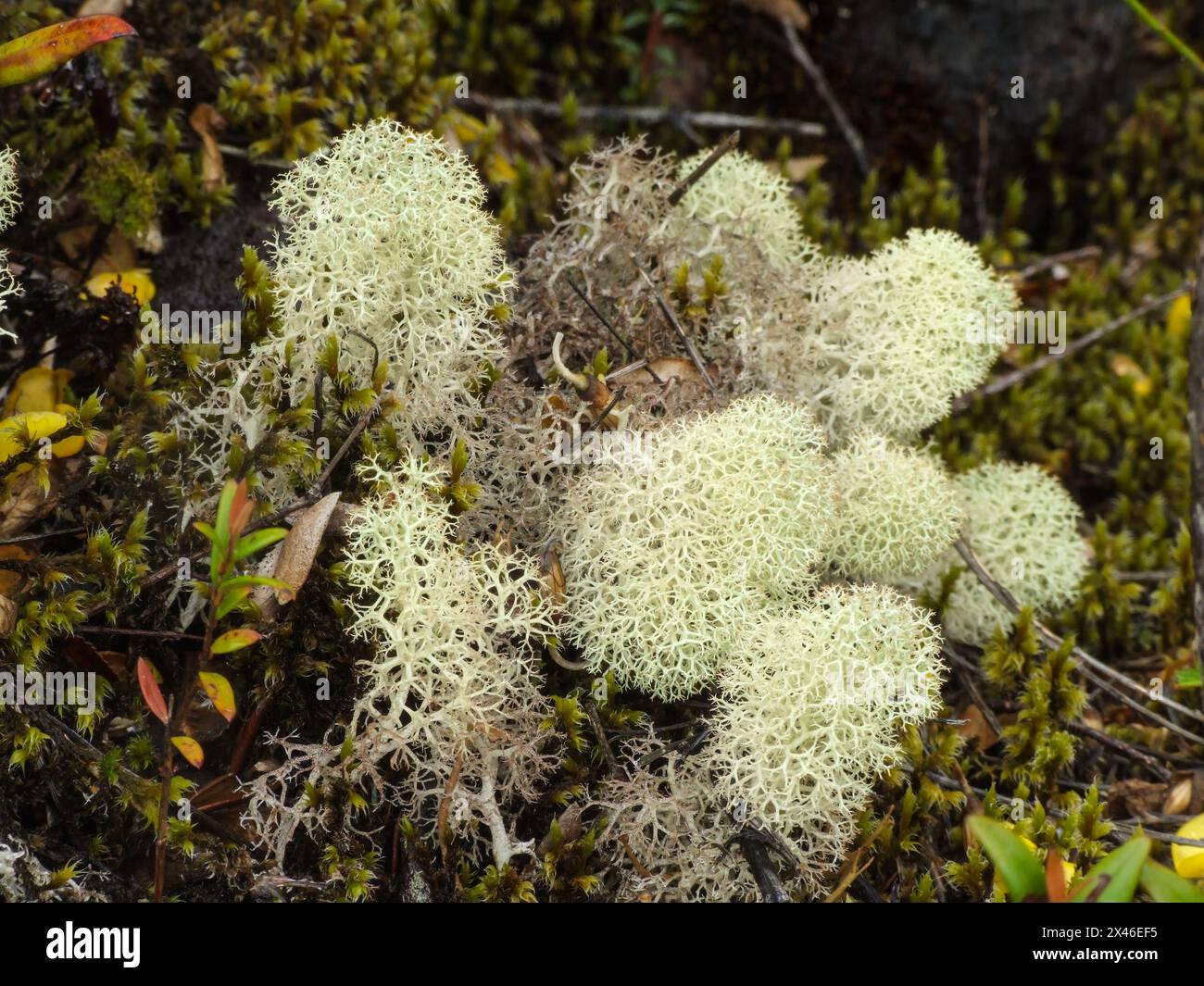 Renna Lichen, Cladonia rangiferina, sulle pendici inferiori del vulcano Osorno nella regione dei laghi del Cile. Foto Stock