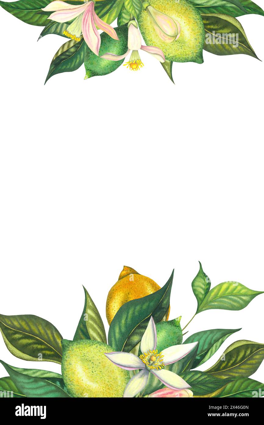 Bordo del modello della carta Acquerello limone con limes in fiore e ramoscello di lime con foglie, fiori rosa, lime e limone verde. Frutta gialla dipinta a mano Foto Stock