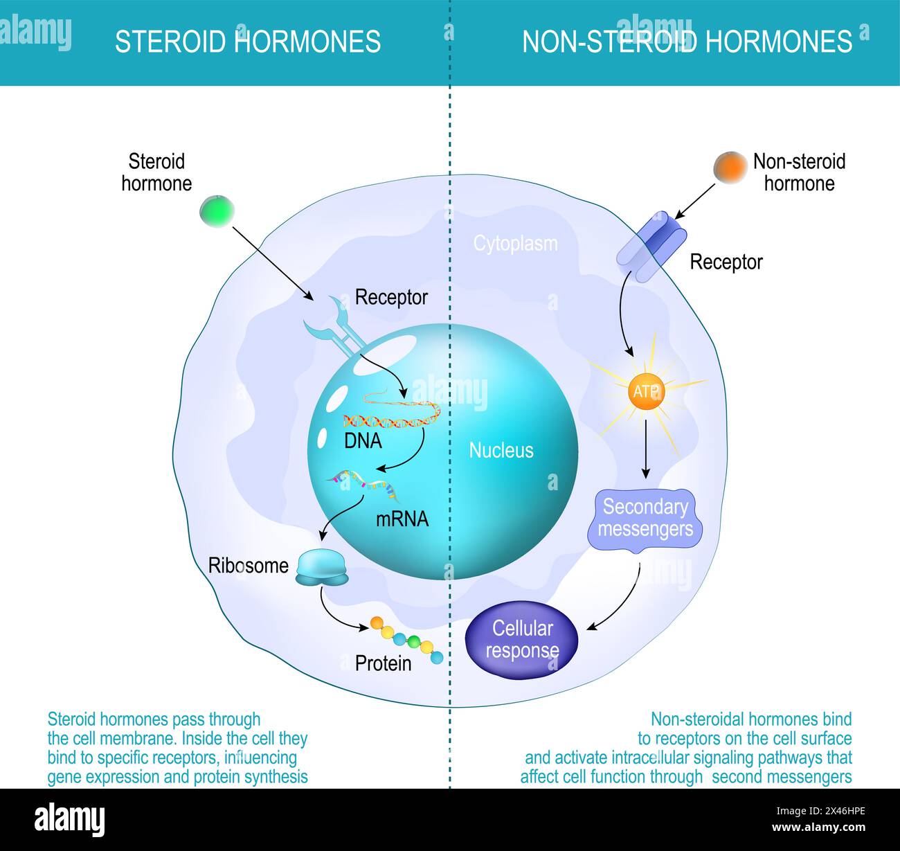 Differenza tra ormoni non steroidei e ormoni steroidei. Gli ormoni steroidei passano attraverso la membrana cellulare. All'interno della cella si legano a r specifico Illustrazione Vettoriale