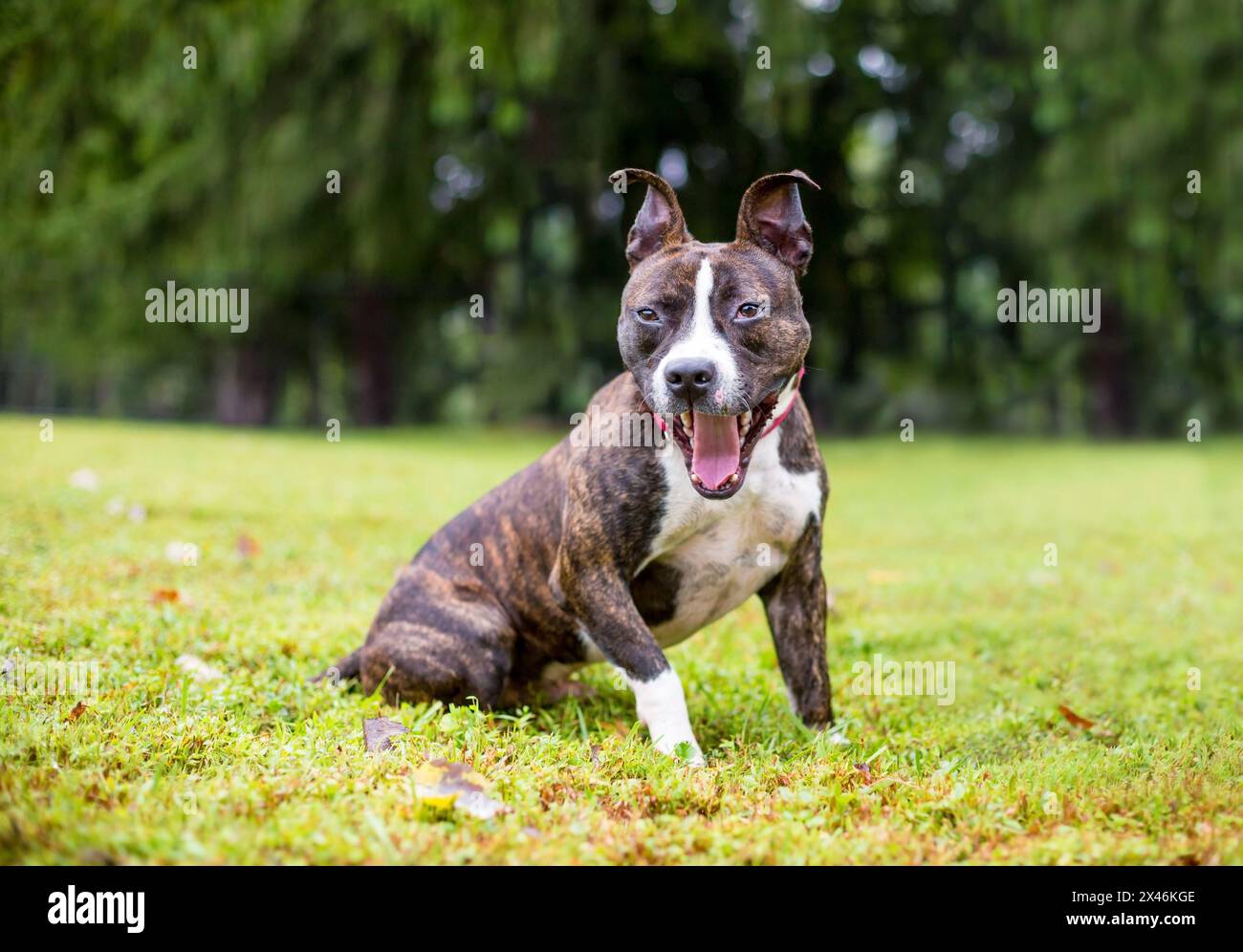 Un cane di razza mista brindle e White Pit Bull Terrier seduto all'aperto e sbadigliando Foto Stock