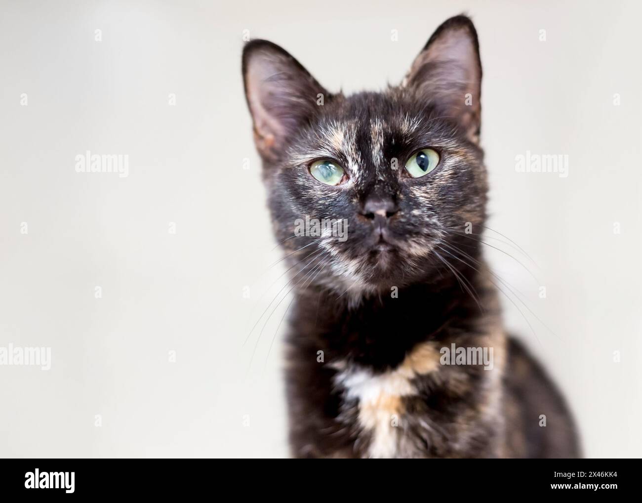 Un gatto shorthair con guscio di tartaruga dall'occhio nuvoloso Foto Stock