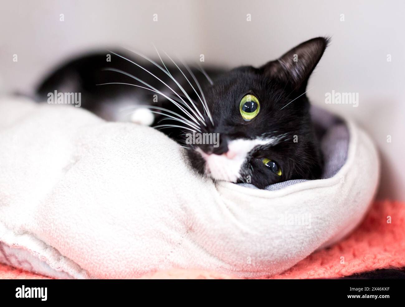 Un gatto shorthair bianco e nero sdraiato in un comodo letto per animali e che guarda la fotocamera Foto Stock