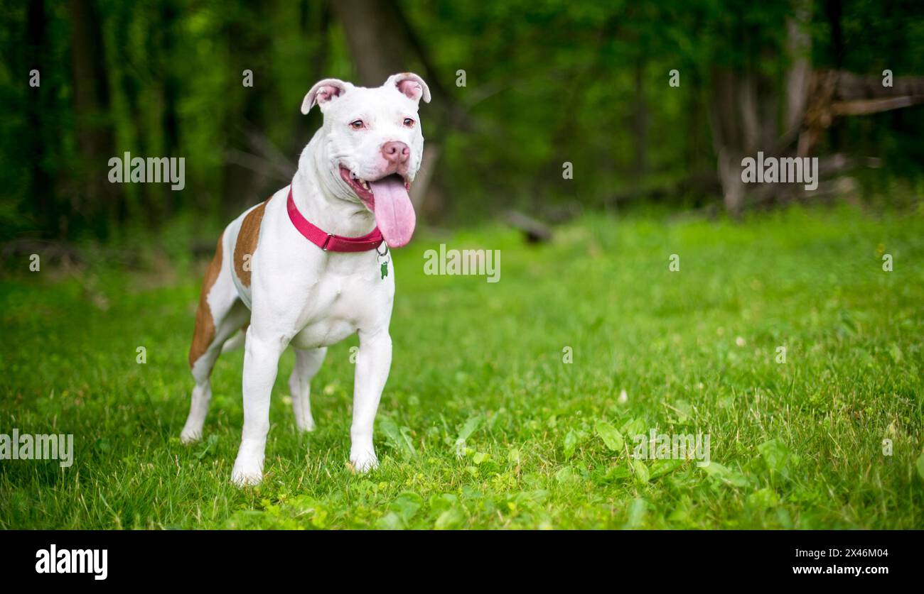 Un cane di razza mista Bulldog americano bianco x Pit Bull Terrier che panting con un'espressione felice Foto Stock