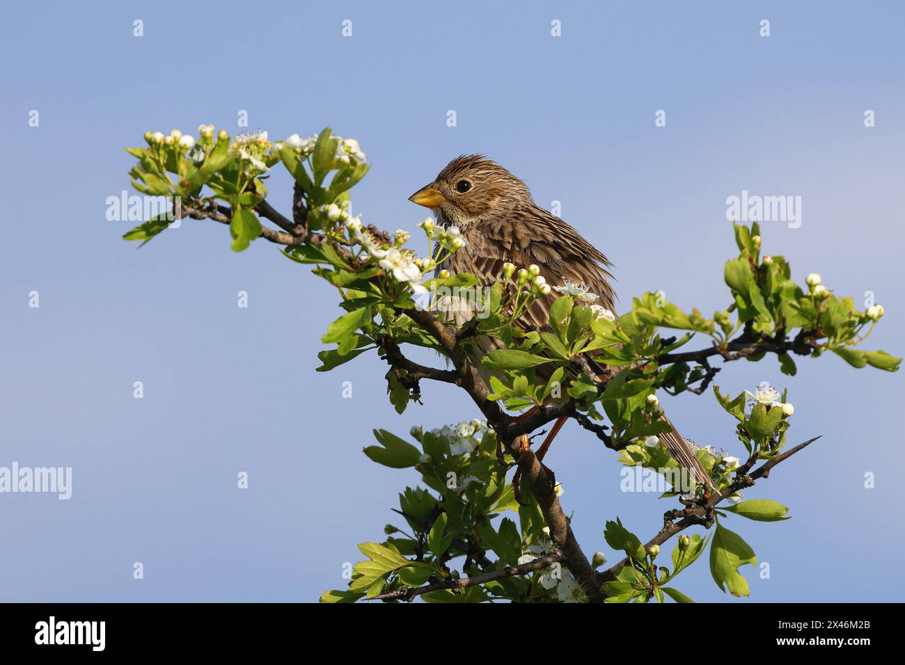 Granturco in fiore in un biancospino (Emberiza calandra) Foto Stock