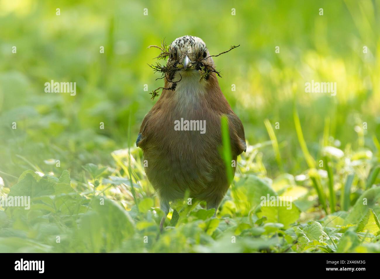 Primo piano di jay eurasiatico nella stagione degli accoppiamenti (Garrulus glandarius), uccello con materiale per nidificazione Foto Stock