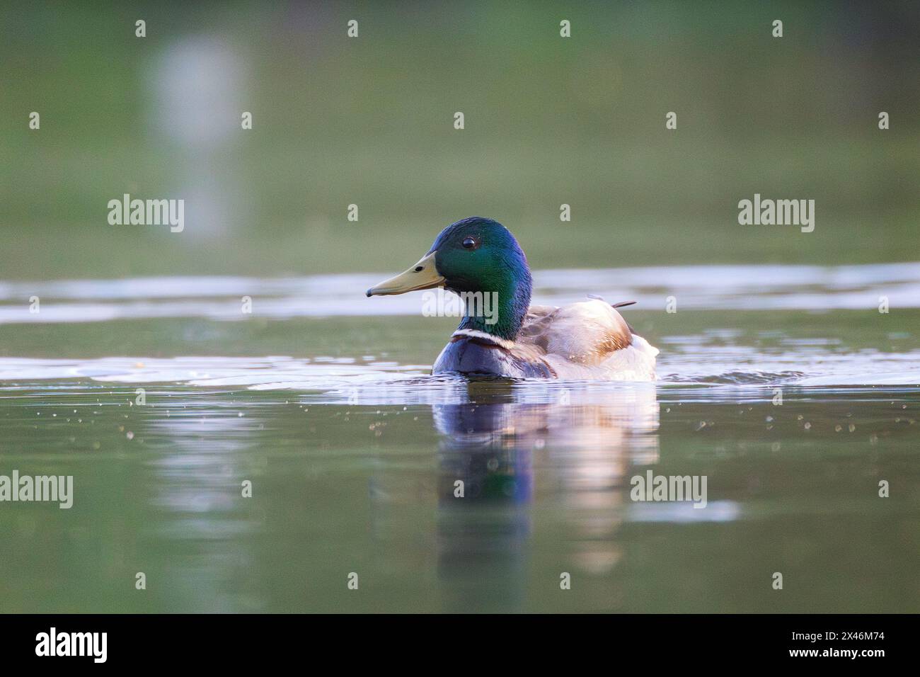 Maschili che nuotano sulla superficie dello stagno (Anas platyrhynchos) Foto Stock