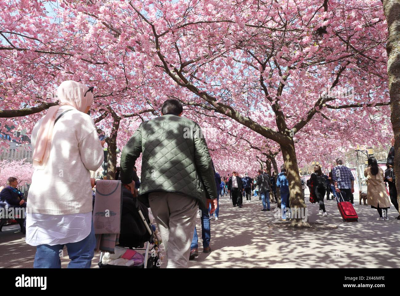 Stoccolma, Svezia - 30 aprile 2024: Vista dal parco Kungstradgarden con persone che camminano sotto la fioritura giapponese dei ciliegi. Foto Stock