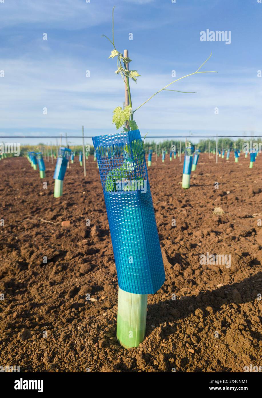 Piante protette da treeguard e maniche di protezione della vite contro animali ed erbicidi Foto Stock