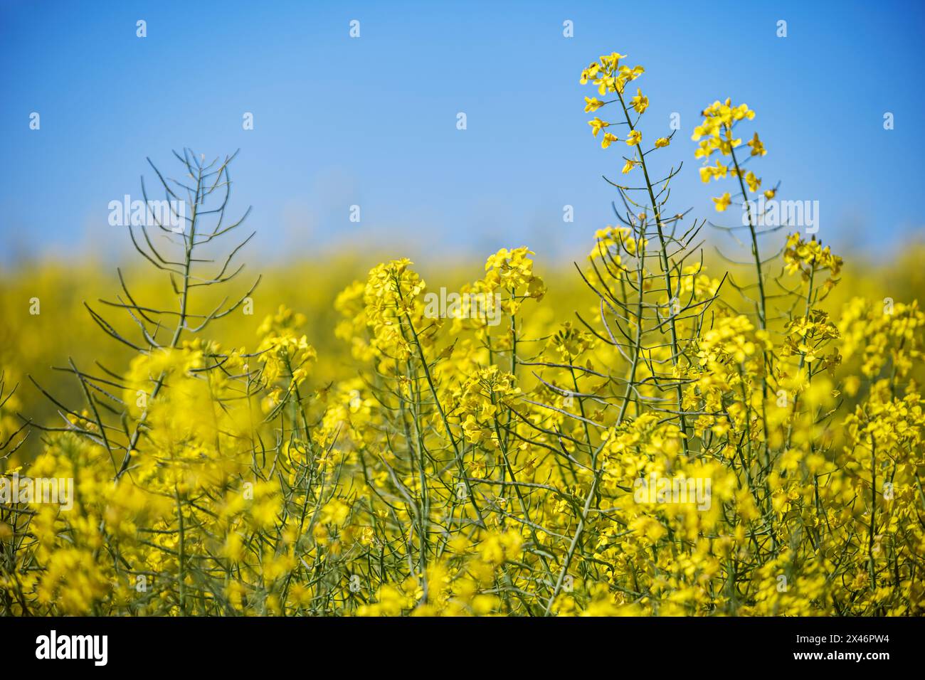 Un grazioso campo di fiori gialli di una pianta di colza dica con cieli blu Foto Stock