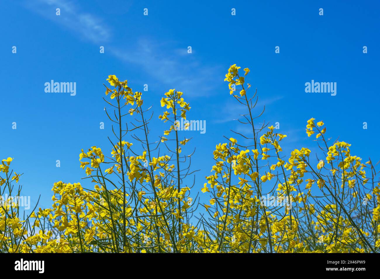 Un bel campo di fiori gialli da una pianta di colza in un giorno con cieli azzurri Foto Stock
