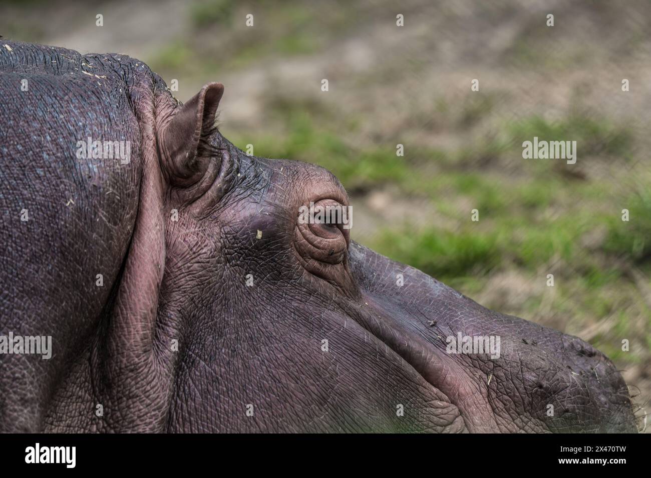 Primo piano dell'occhio di un ippopotamo, evidenziando i dettagli della pelle Foto Stock