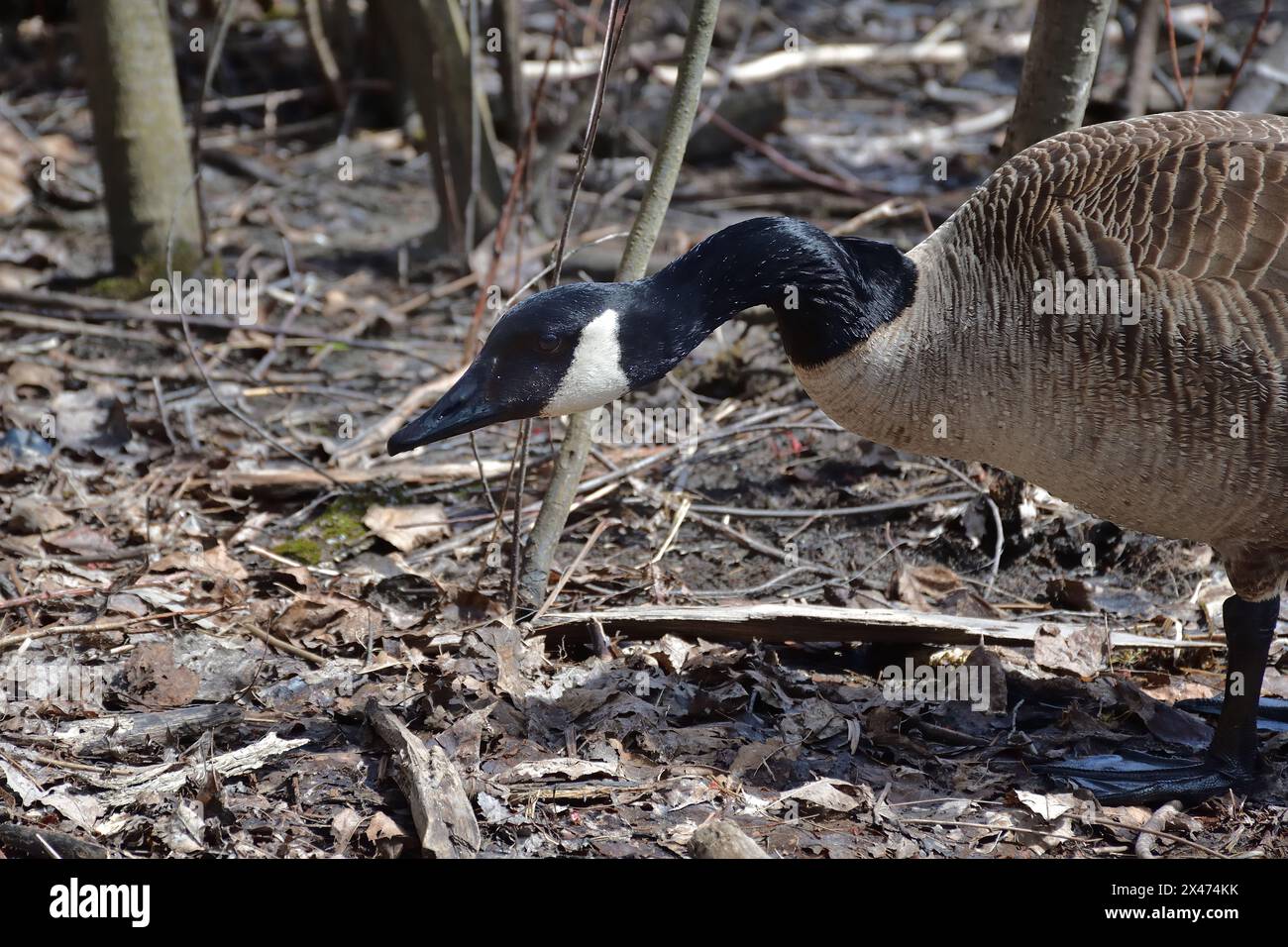 Uccello d'oca canadese, Branta canadensis Foto Stock