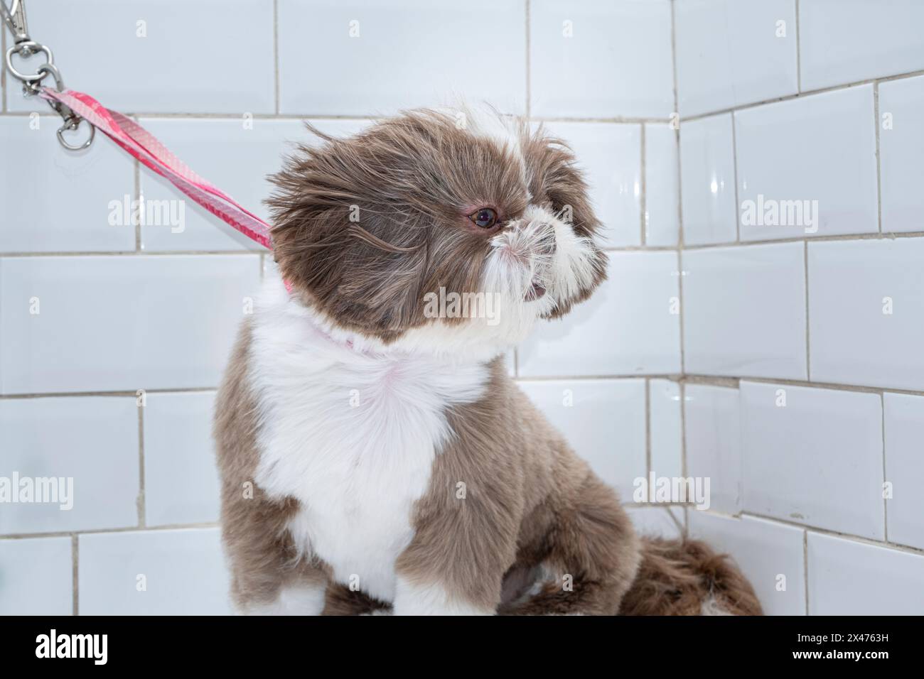 Shih Tzu marrone e bianco di due anni e mezzo, che riceve un animale domestico curato 29. Foto Stock