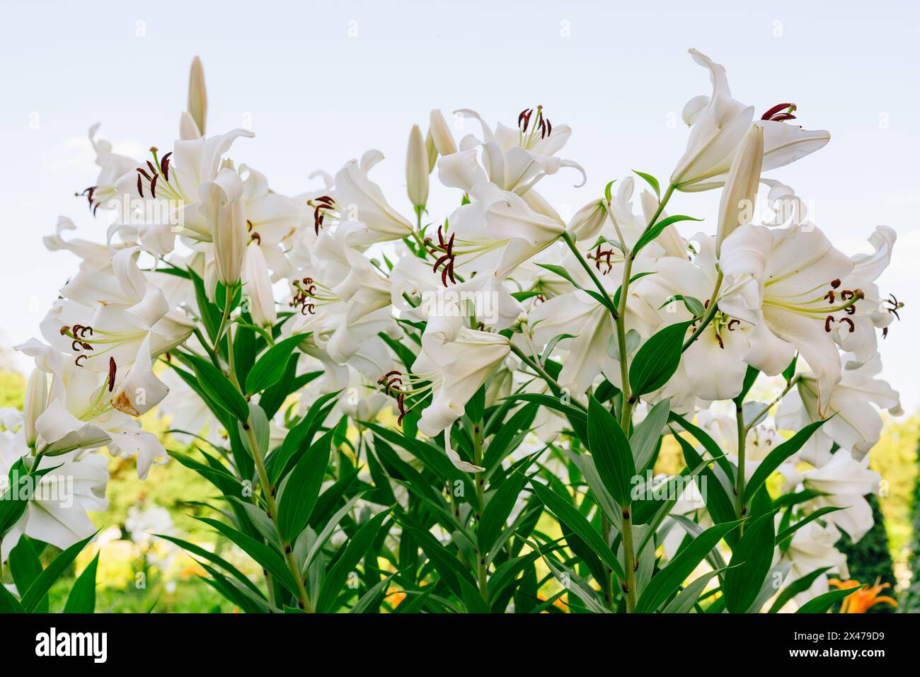 Primo piano di White Madonna Lily. Bellissimo giglio bianco che fiorisce sul cielo blu. Biglietto d'auguri di fiori di giglio pasquale Foto Stock