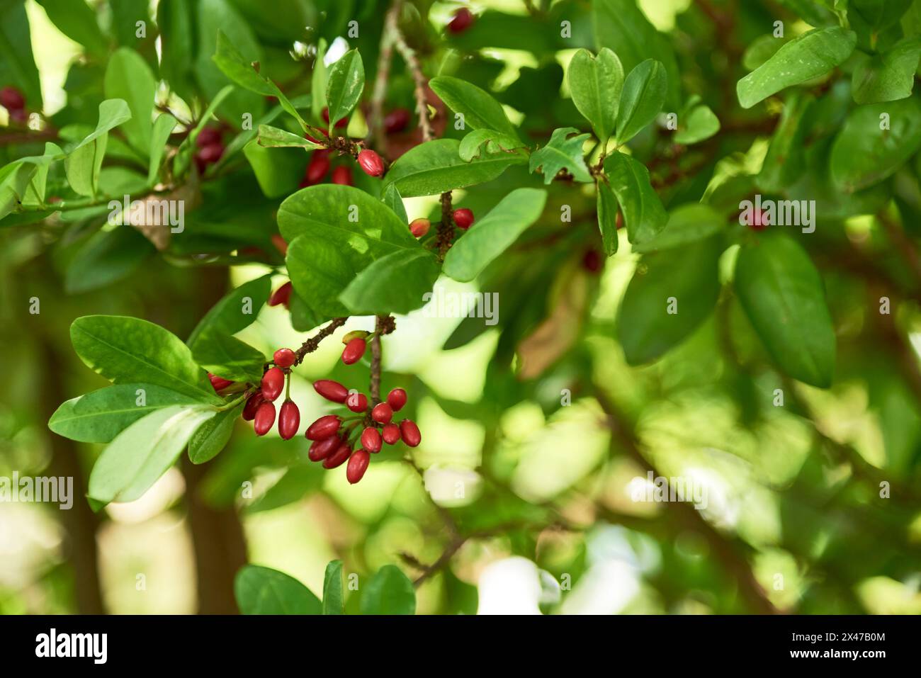 Vista ravvicinata di una pianta di Erythroxylum coca, ramificata con foglie verdi e bacche rosse. Foto Stock