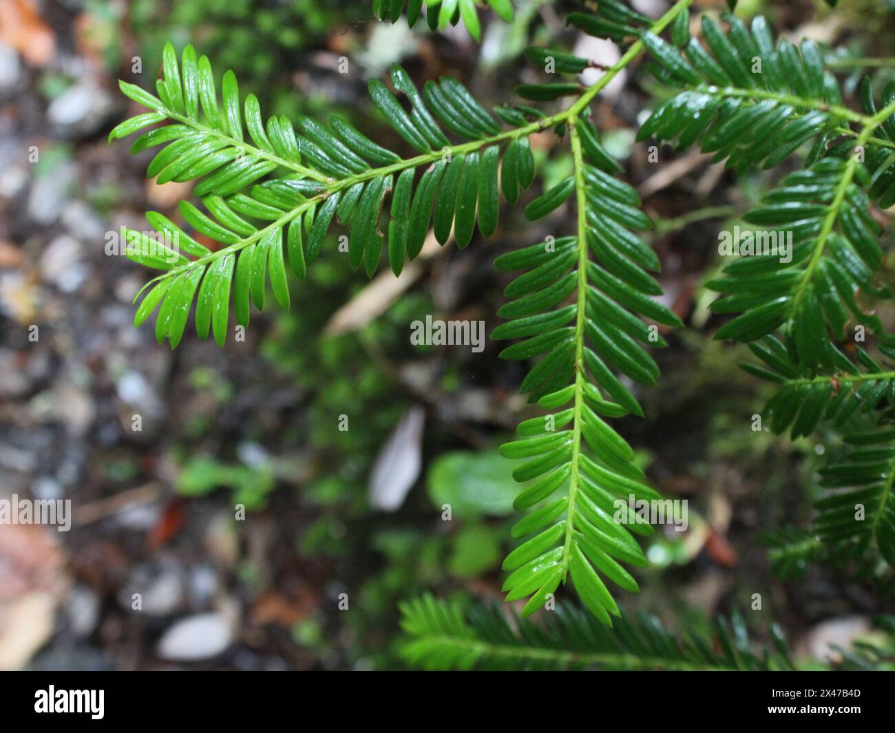 Primo piano sulle foglie di Prumnopitys standleyi Foto Stock