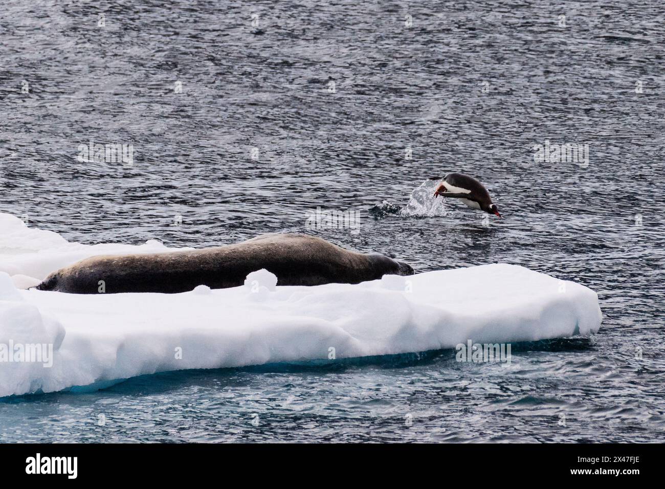 Primo piano di una foca di Weddell - Leptonychotes weddellii - poggiata su un piccolo iceberg vicino all'ingresso del canale di Lemaire, vicino alla penisola antartica, mentre un pinguino di Gentoo - Pygoscelis papua - salta attraverso l'acqua Foto Stock