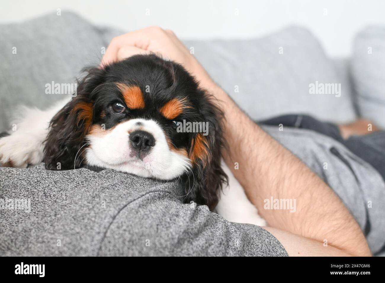 Il cucciolo del piccolo Cavalier Charles King Spaniel giace sul letto accanto al proprietario Foto Stock