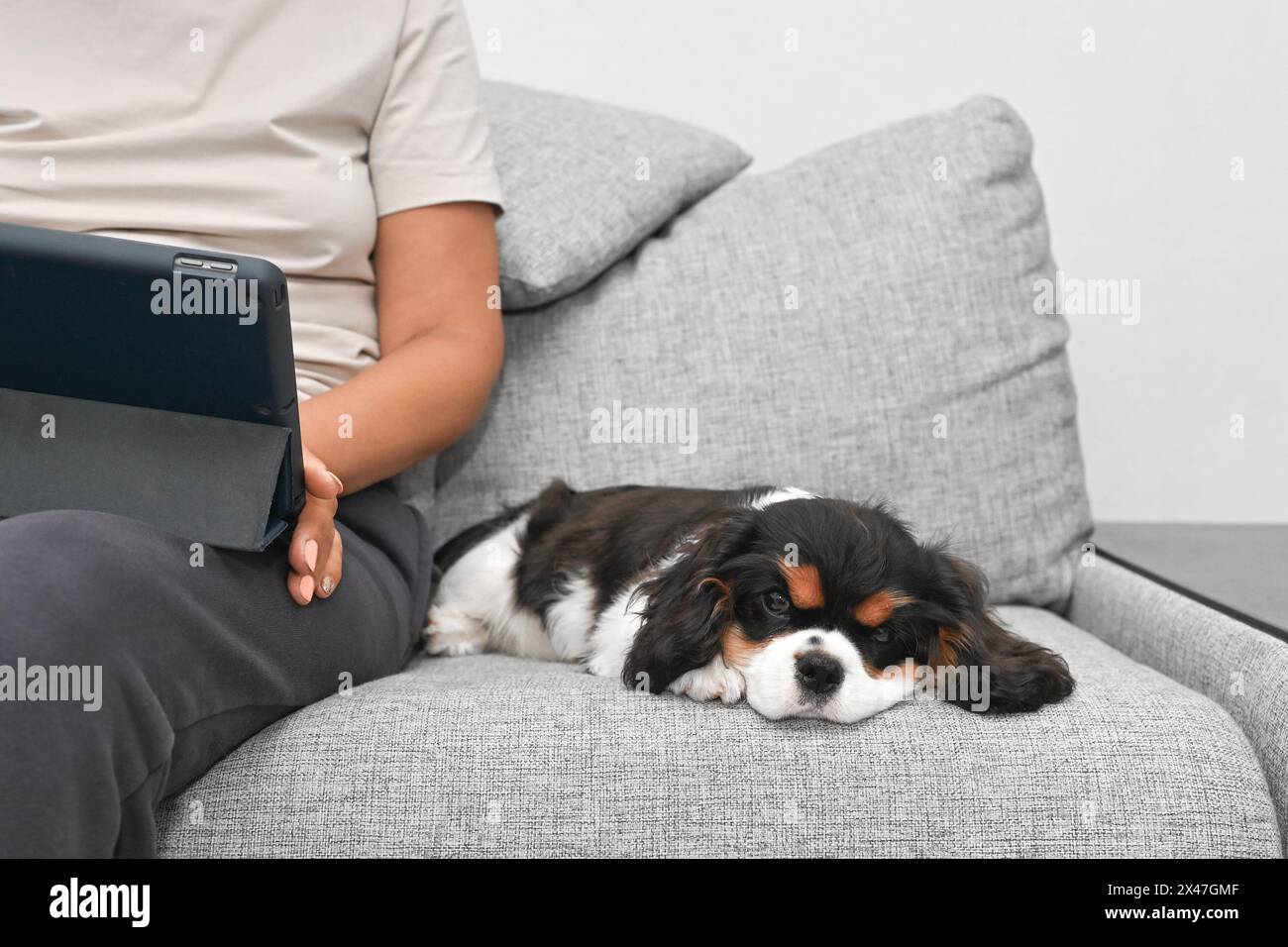 Bella giovane donna seduta a casa sul divano davanti al portatile con il suo cucciolo del Cavalier Charles King Spaniel che lavora online Foto Stock