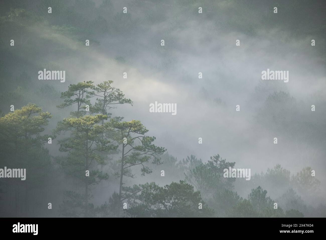 Scenario di una mattina presto con nebbia e alberi sull'altopiano di da Lat Viet Nam. All'alba sulla collina al mattino, la luce del sole penetra nella nebbia Foto Stock