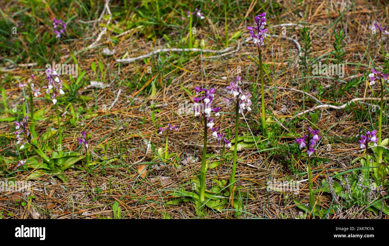 Orchidea siriana alata verde (Anacamptis morio ssp. Syriaca) in fiore, in habitat naturale a Cipro Foto Stock