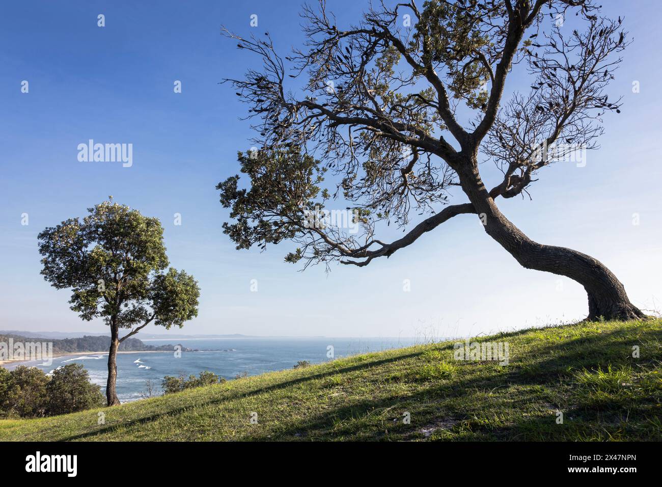 Alberi formidabili sulla scogliera sull'oceano a Minnie Water sulla costa del nuovo Galles del Sud Foto Stock