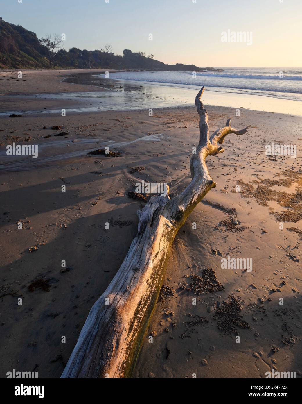 Tronchi di alberi caduti su una spiaggia sabbiosa alla luce del mattino sulla costa di Minnie Water NSW Foto Stock