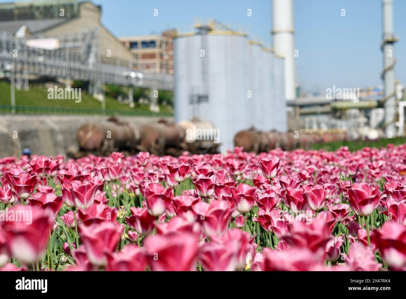 BOR. 11 aprile 2024. Questa foto scattata l'11 aprile 2024 mostra i tulipani presso la fonderia di Serbia Zijin Copper DOO a Bor, Serbia. La città di Bor in Serbia è ricca di risorse di rame. Zijin Mining Group ha costruito nuovi e avanzati impianti di produzione nella società serba e ha stabilito nuovi standard per attività minerarie rispettose dell'ambiente. Crediti: Zheng Kaijun/Xinhua/Alamy Live News Foto Stock