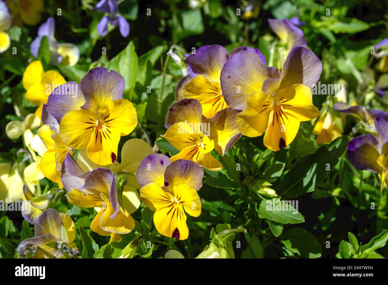 Fiori di pansia nel giardino in primavera Foto Stock