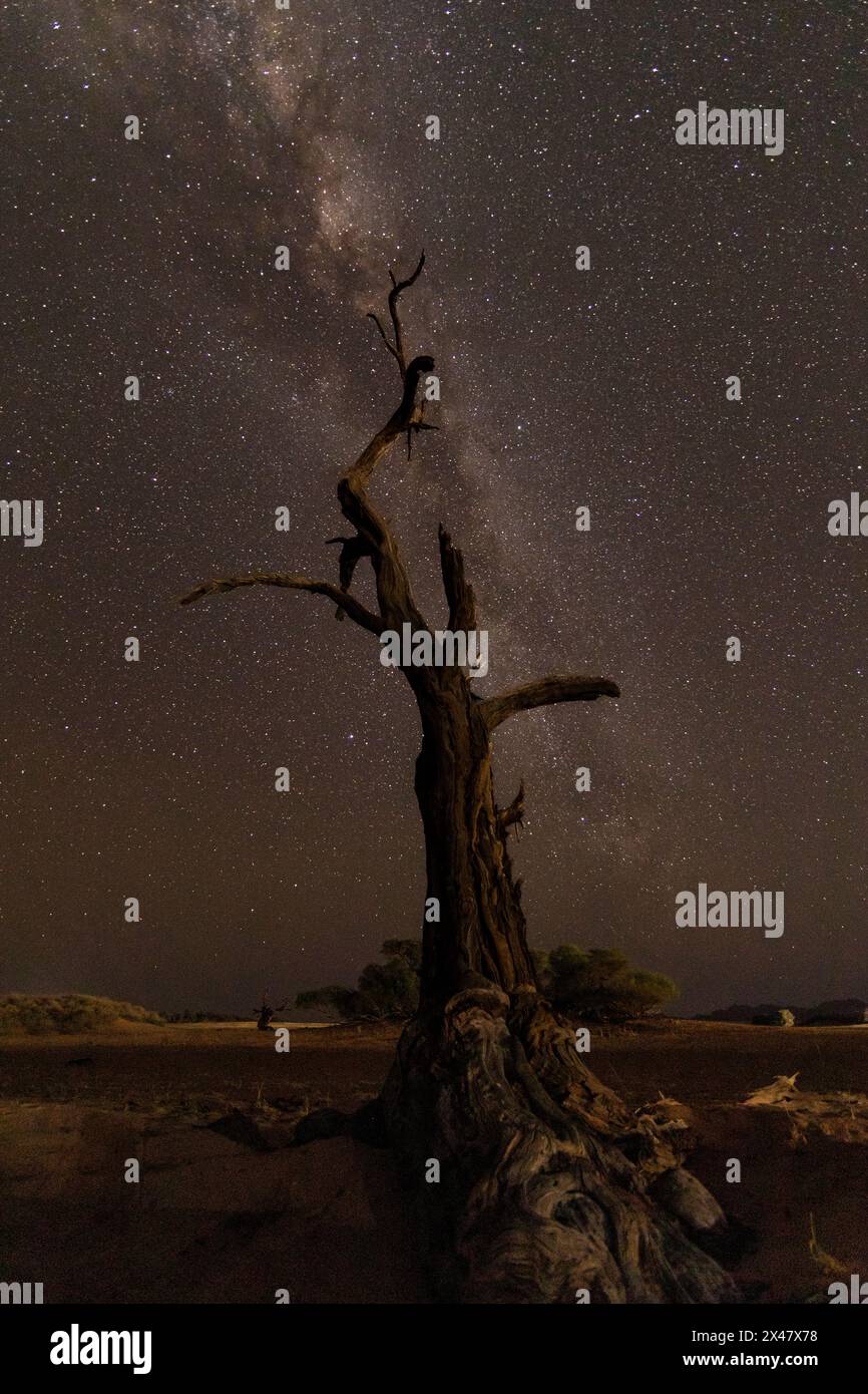 Via Lattea e albero morto nel deserto del Namib Foto Stock