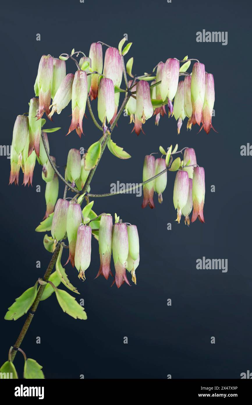 Primo piano di fiori di campane della cattedrale fiori. (Bryophyllum pinnatum). Una succulenta specie vegetale della famiglia Crassulaceae nell'ordine Saxifragales. Foto Stock