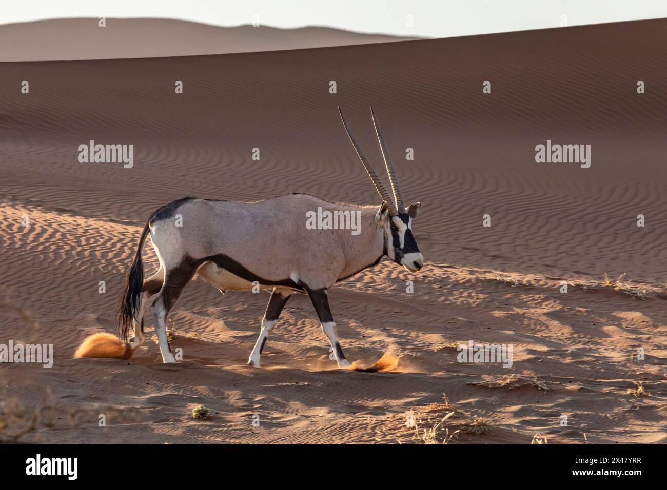 Oryx nelle dune del Namib Foto Stock