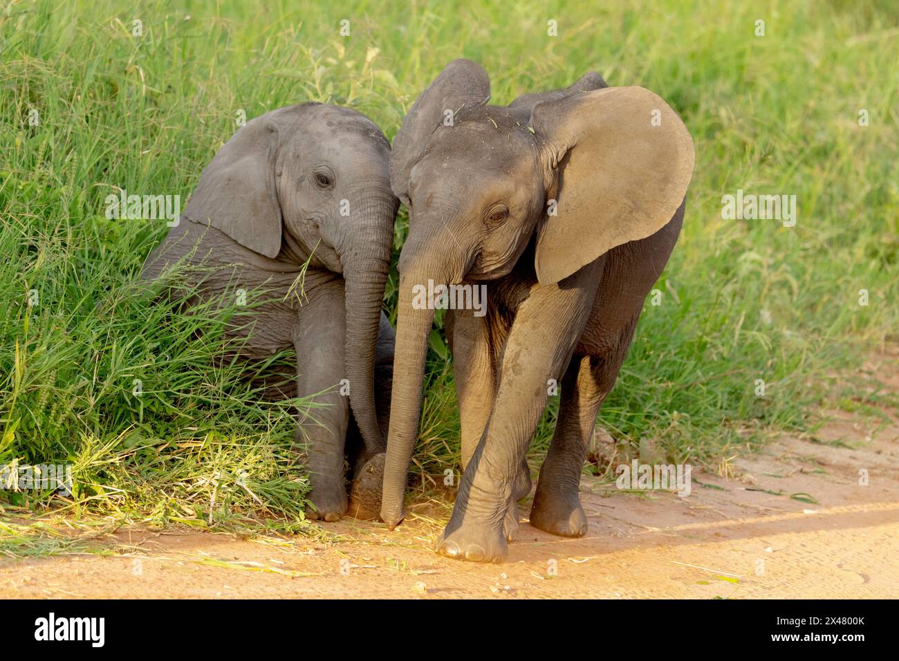 Africa, Tanzania, elefante africano. Ritratto di due giovani elefanti nell'erba. Foto Stock