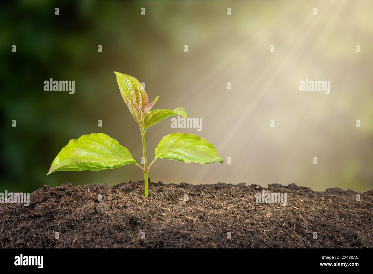 Concetto ambientale con un giovane albero verde che cresce alla luce del sole mattutino. Foto Stock