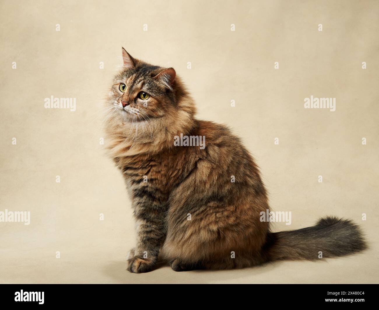 Un maestoso e soffice gatto da tabby siede graziosamente, guardando verso l'alto con vivo interesse. Animali domestici nel monolocale Foto Stock