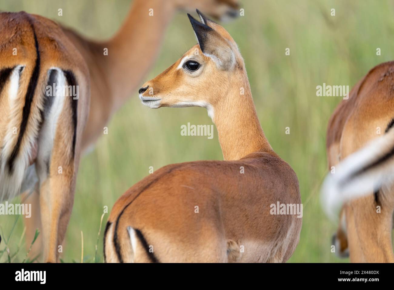 Africa, Tanzania. Un impala femminile sta con altri due che mostrano i loro segni distintivi. Foto Stock