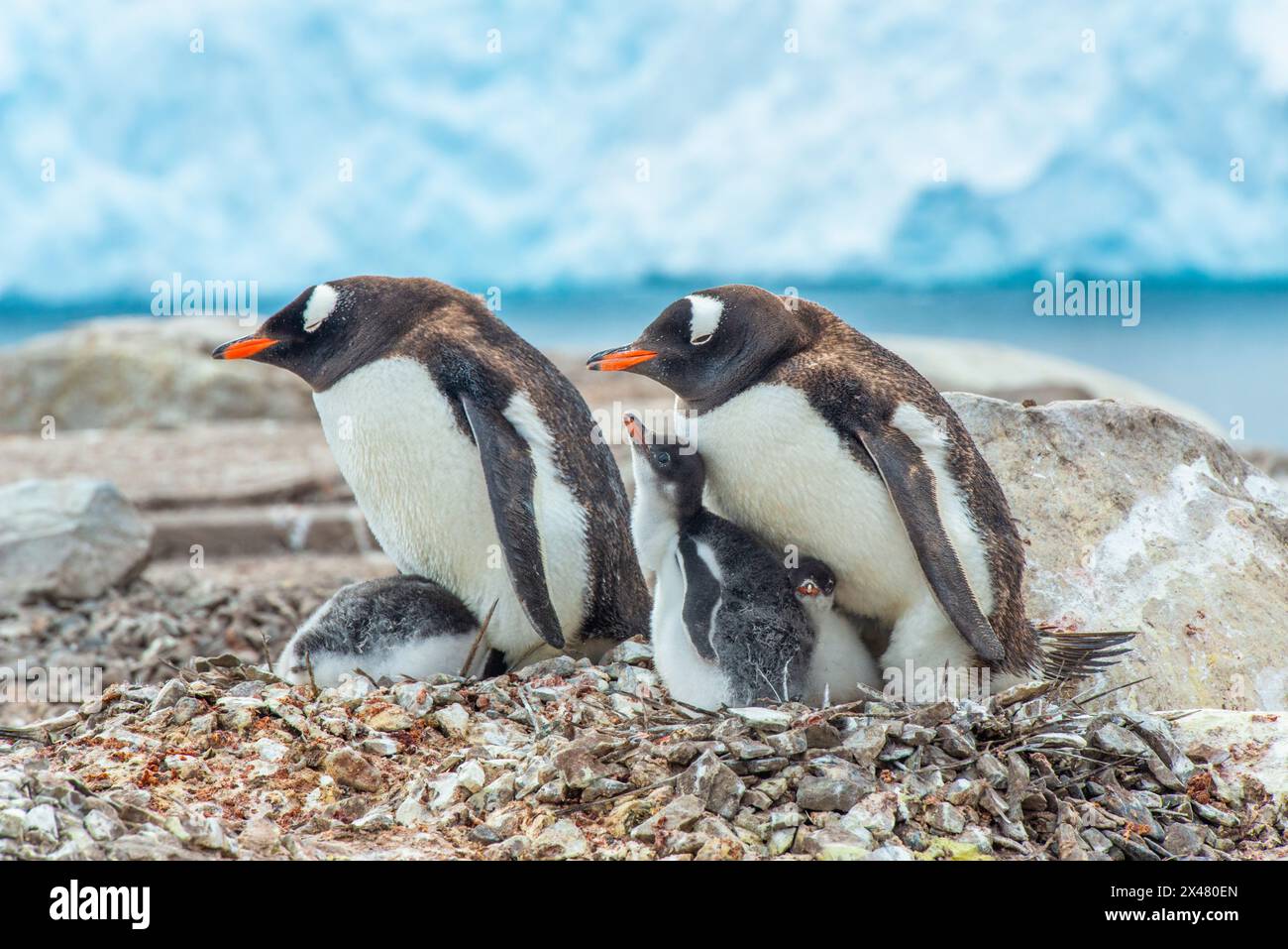 Porto di Neko, Antartide. I pinguini nido nel guano e le pietre in un bookery. Foto Stock