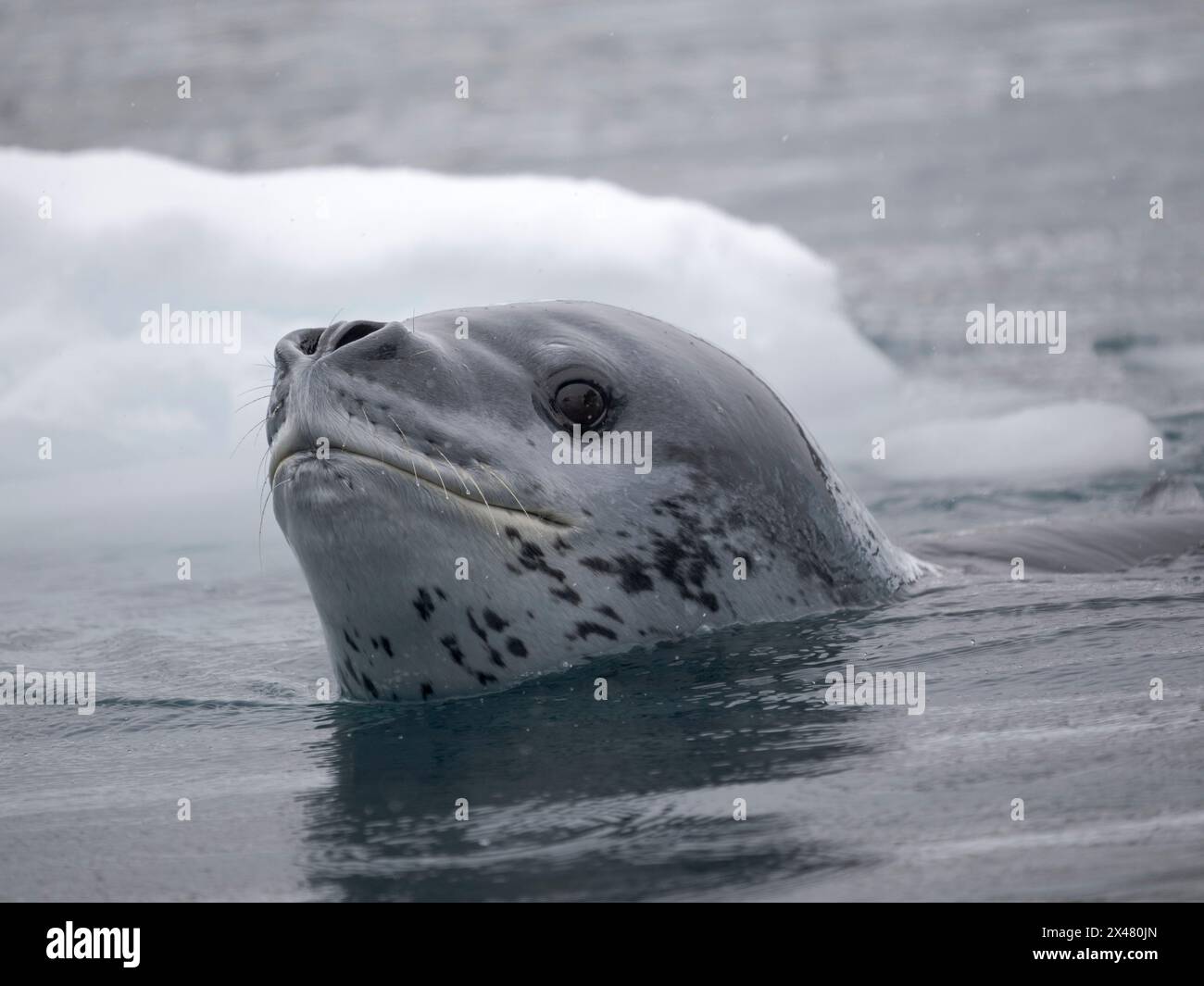 Foca leopardata (Hydrurga leptonyx) a Cierva Cove, Penisola Antartica, Antartide. Foto Stock