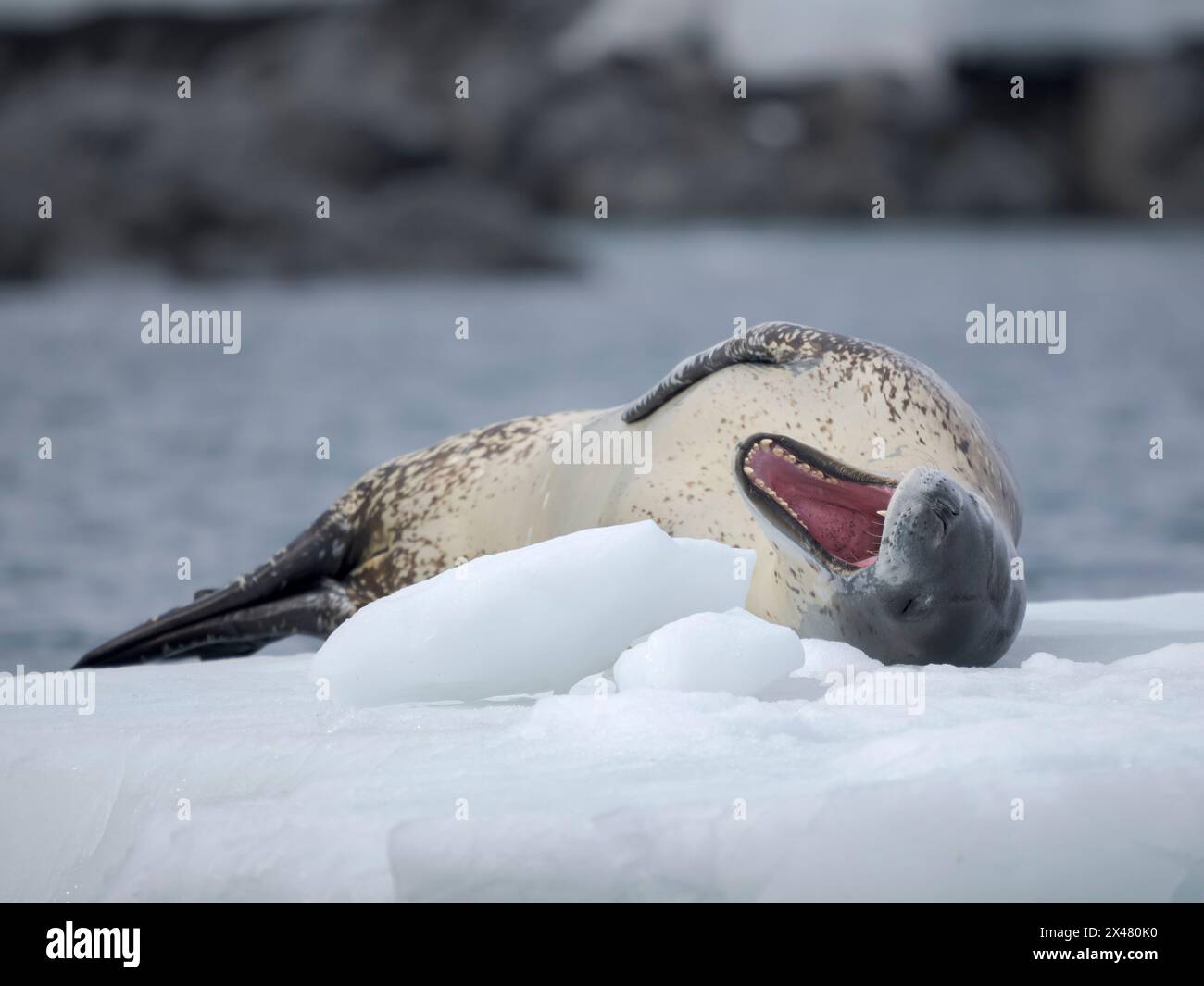 Foca leopardata (Hydrurga leptonyx) sul ghiaccio di Port Lockroy a Wiencke Island, Antartide. Foto Stock