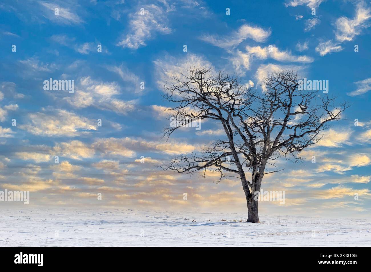 Giappone, Hokkaido. L'albero solitario sverna la neve (composito digitale) Foto Stock