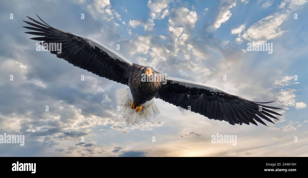 Giappone, Hokkaido. Composito digitale di cielo e Stellar Sea Eagle Foto Stock