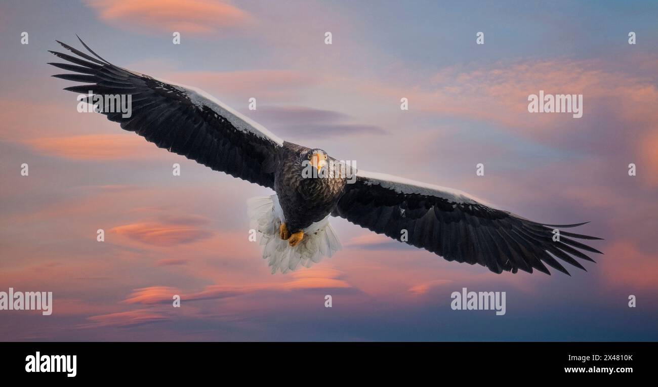 Giappone, Hokkaido. Composito digitale di cielo e Stellar Sea Eagle Foto Stock