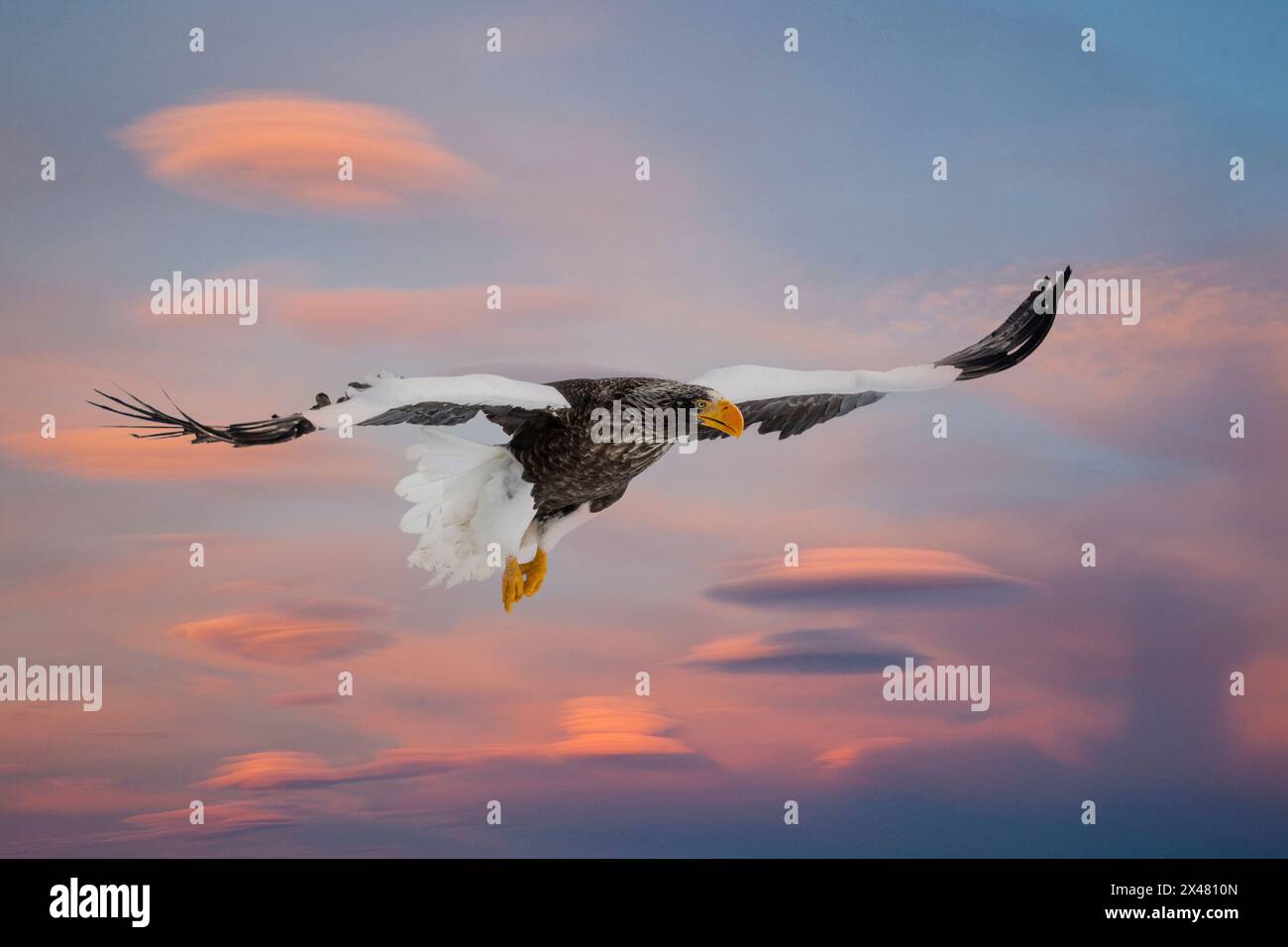 Giappone, Hokkaido. Composito digitale di cielo e Stellar Sea Eagle Foto Stock
