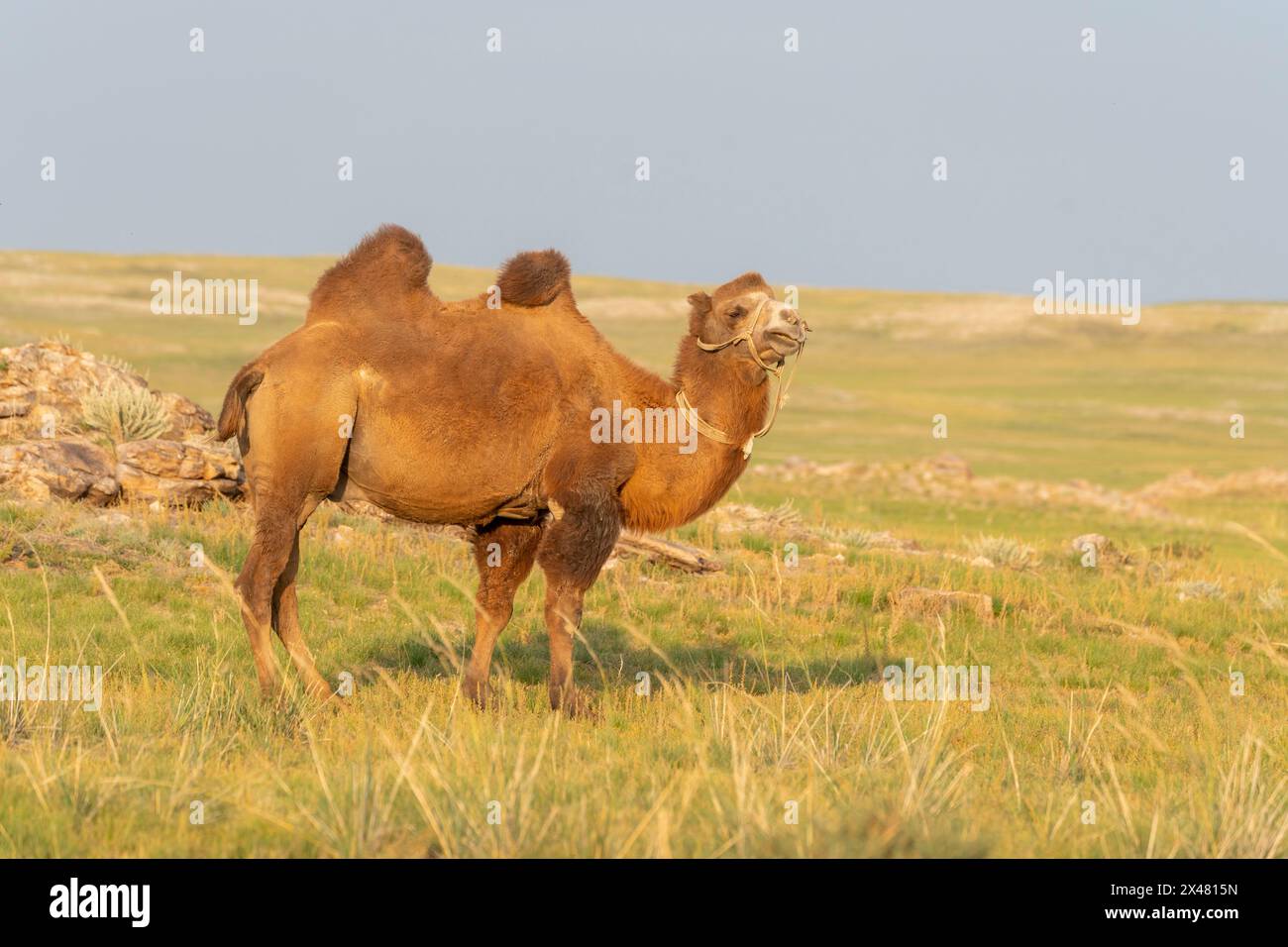 Asia, Mongolia, deserto del Gobi orientale. Un cammello si erge da solo sulle praterie del deserto del Gobi. Foto Stock