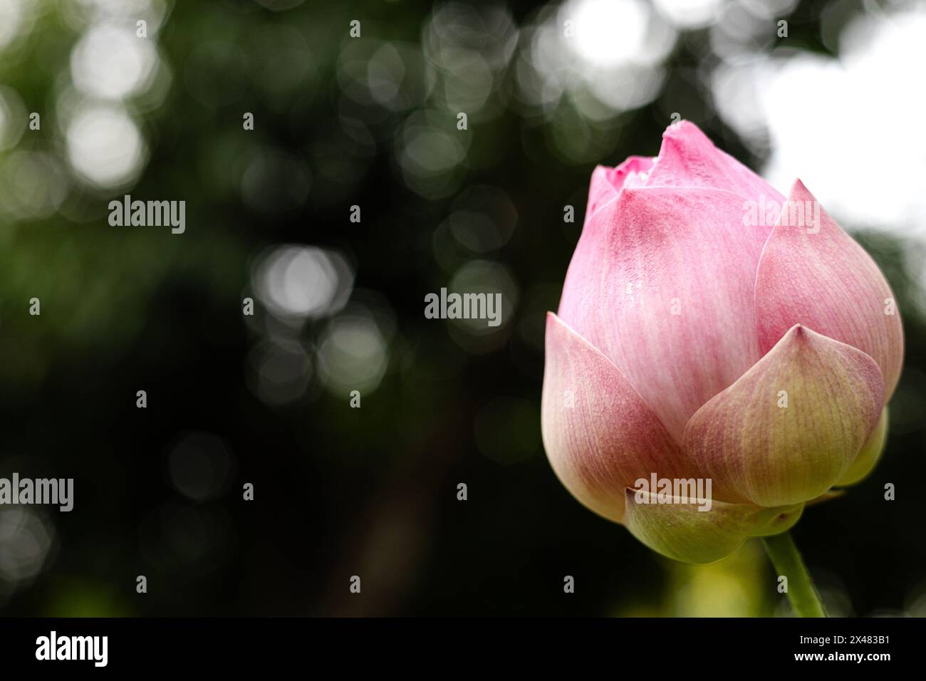 Primo piano di gemme di loto che crescono all'aperto. Pod Lotus su sfondo sfocato. Foto Stock