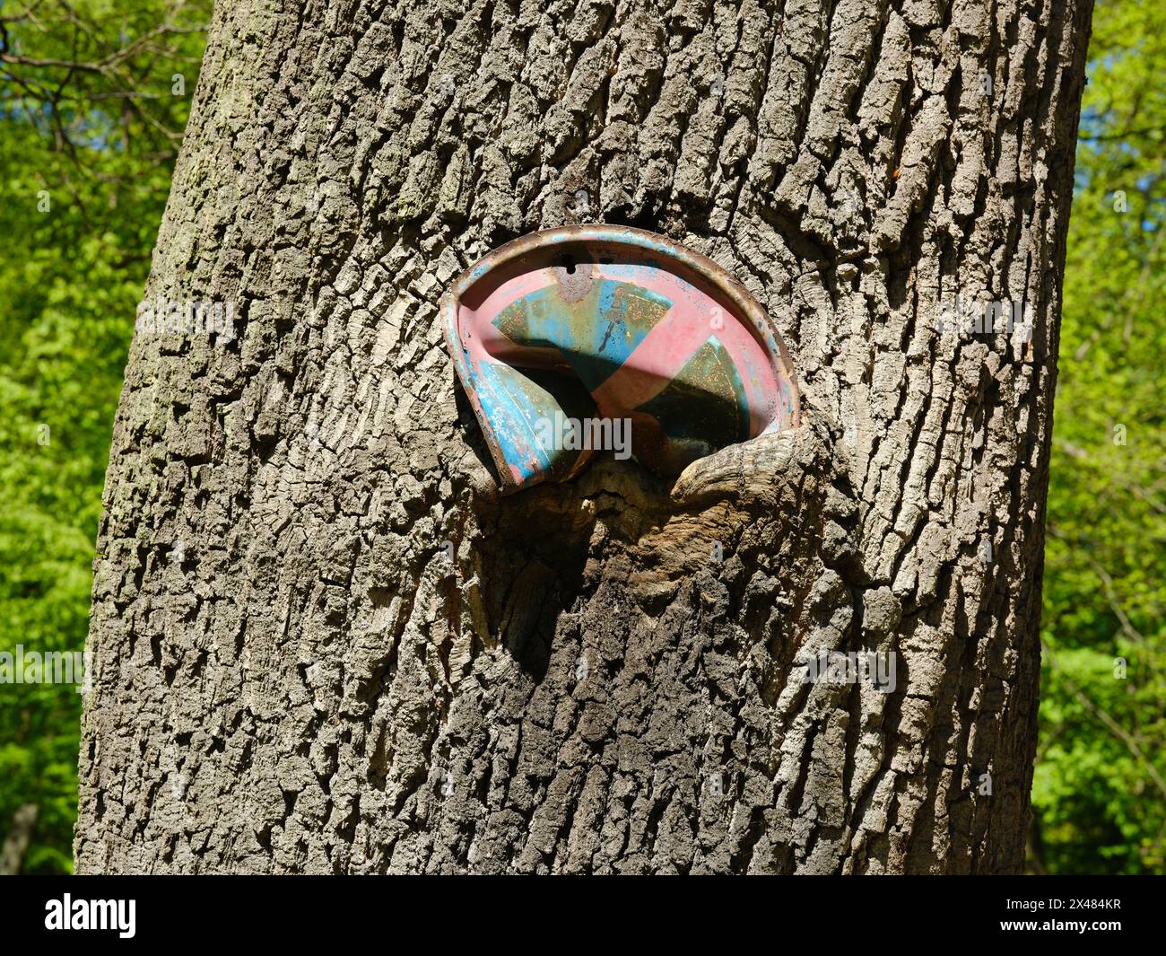 Tronco di quercia che cresce su un cartello senza parcheggio e lentamente lo "mangia". Benešov, Cechia. Foto Stock