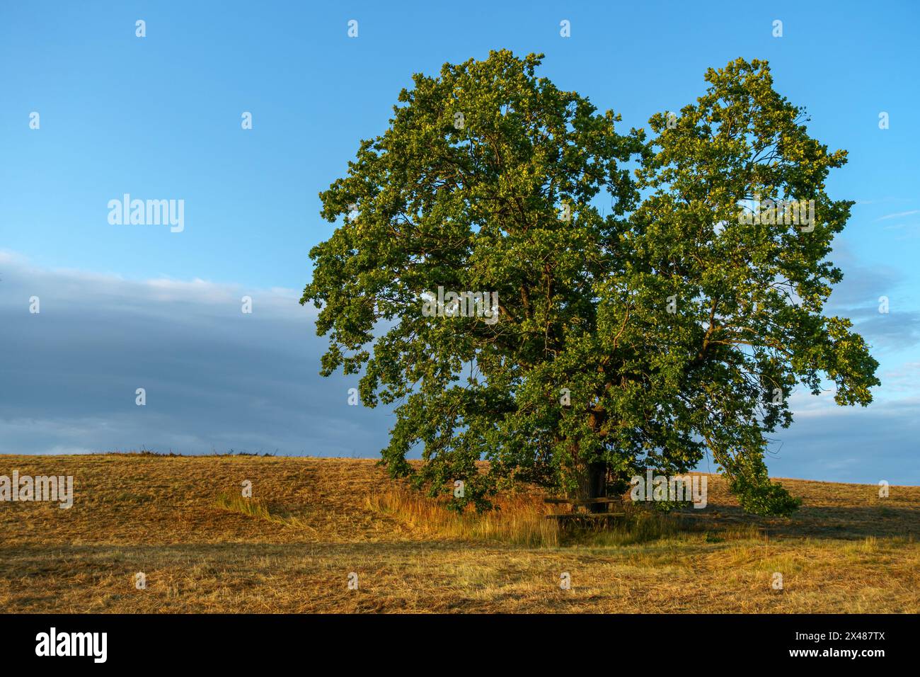 Einzeln in der Landschaft stehender Baum, Ruhe und Erholung Foto Stock