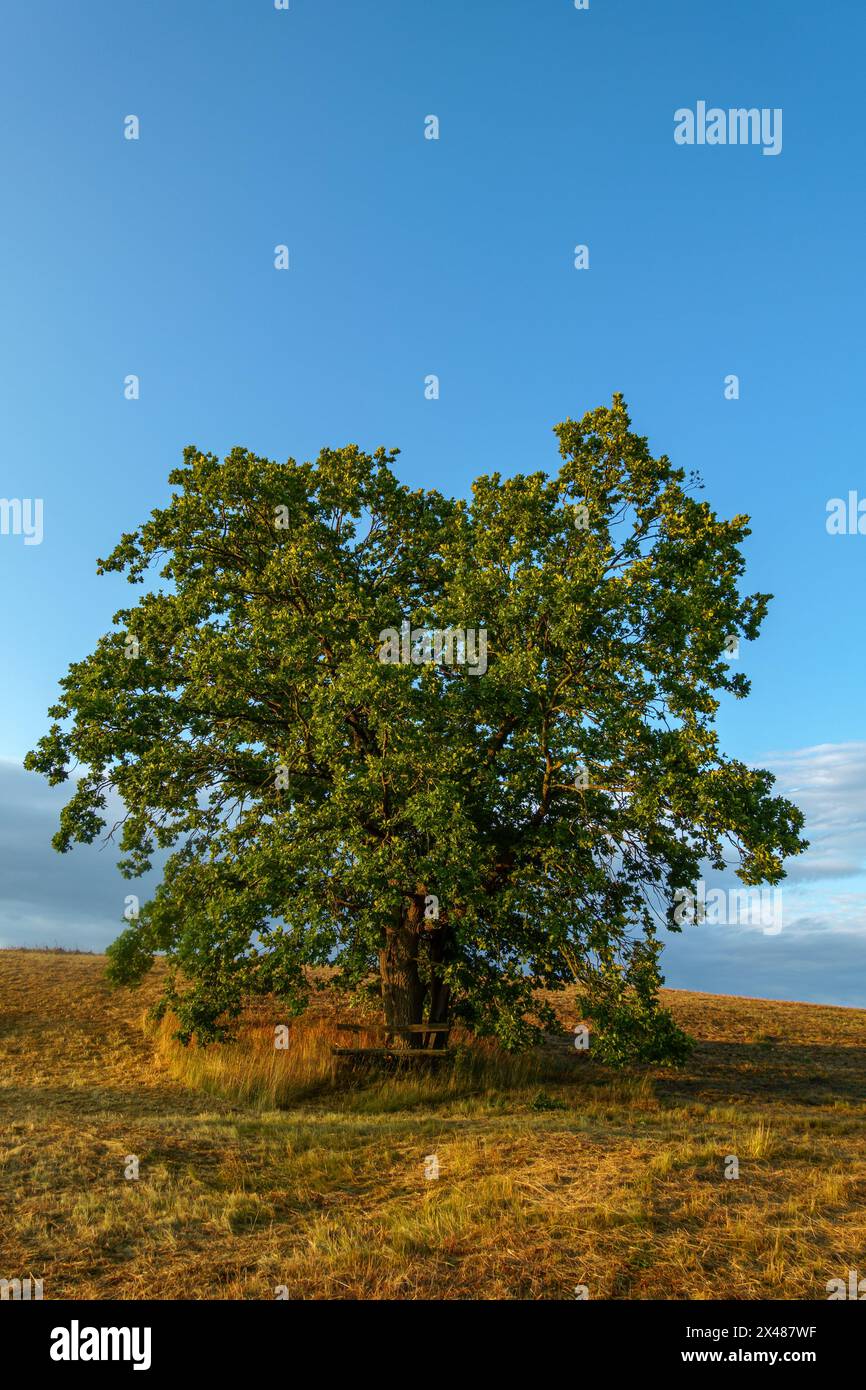 Einzeln in der Landschaft stehender Baum, Ruhe und Erholung Foto Stock