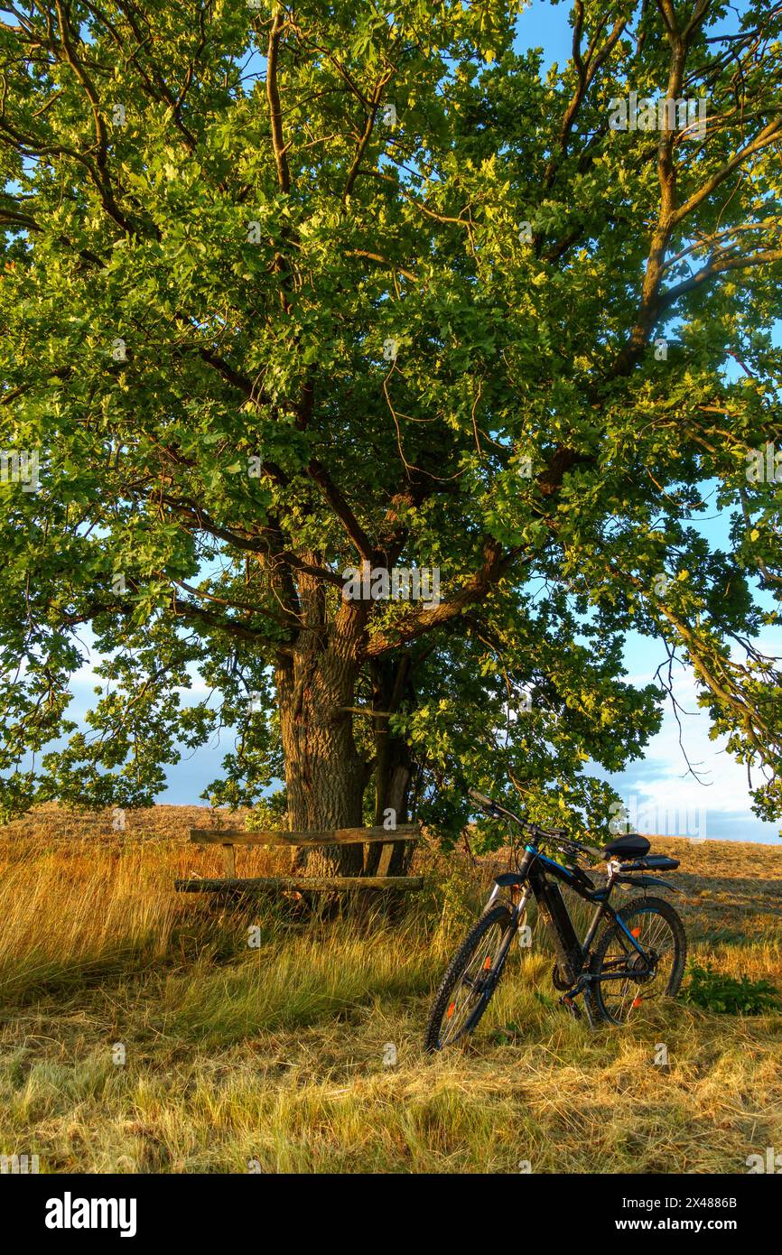 Einzeln in der Landschaft stehender Baum, Ruhe und Erholung Foto Stock